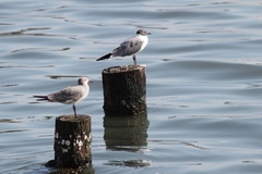 Leucophaeus atricilla