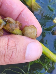 Sagittaria intermedia