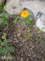 Tagetes