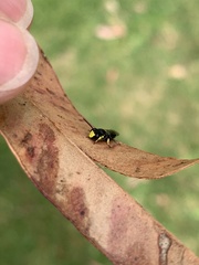 Hylaeus