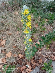 Verbascum phlomoides