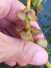 Sagittaria intermedia