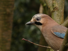 Garrulus glandarius