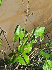 Sagittaria