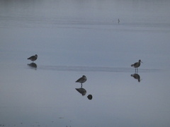 Limosa limosa