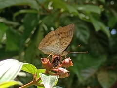 Euthalia monina monina