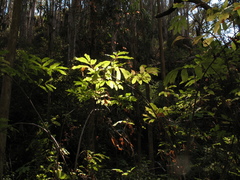 Sambucus racemosa racemosa