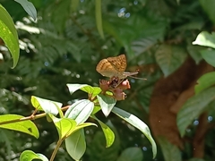 Euthalia monina monina