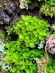 Syntrichia laevipila
