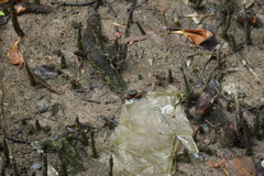 Parasesarma eumolpe
