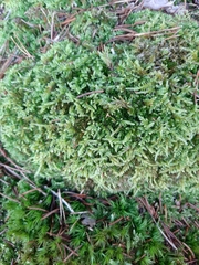 Hypnum cupressiforme