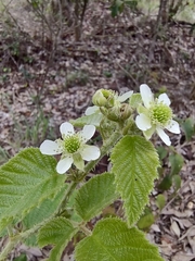 Rubus brasiliensis