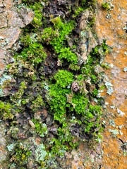 Syntrichia laevipila