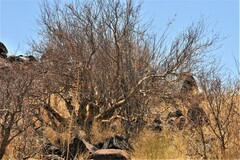 Commiphora glaucescens