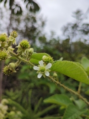 Rubus brasiliensis
