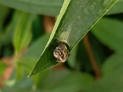 Bijoaraneus mitificus