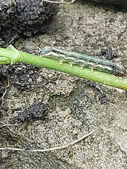 Spodoptera frugiperda