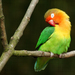 Fischer's Lovebird - Photo (c) Françoise Walthéry, some rights reserved (CC BY-SA)