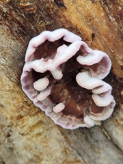 Chondrostereum purpureum