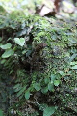 Sauria