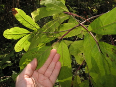 Sambucus racemosa racemosa