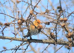 Loxia pytyopsittacus