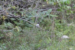 Tyrannus caudifasciatus