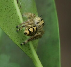 Hyllus diardi