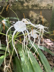 Hymenocallis