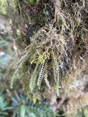 Micropolypodium okuboi