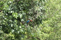 Pelargopsis capensis