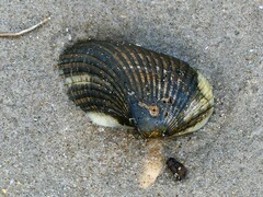 Noetia ponderosa