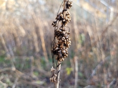Cuscuta europaea