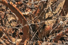 Commiphora glaucescens