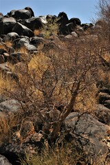 Commiphora glaucescens