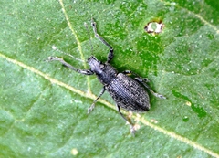 Naupactus tremolerasi