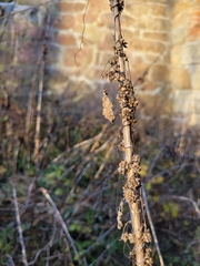Cuscuta europaea