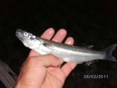 Odontesthes bonariensis