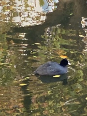 Fulica atra