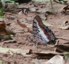 Charaxes brutus natalensis