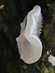 Auricularia mesenterica