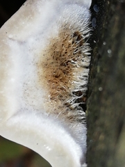 Auricularia mesenterica