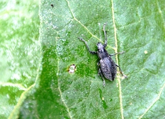 Naupactus tremolerasi