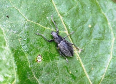 Naupactus tremolerasi