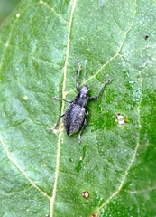 Naupactus tremolerasi