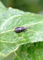 Naupactus tremolerasi