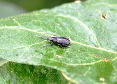 Naupactus tremolerasi
