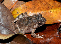 Minervarya andamanensis