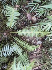 Plagiogyria stenoptera