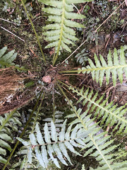 Plagiogyria stenoptera